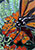 Monarch Butterfly 20
